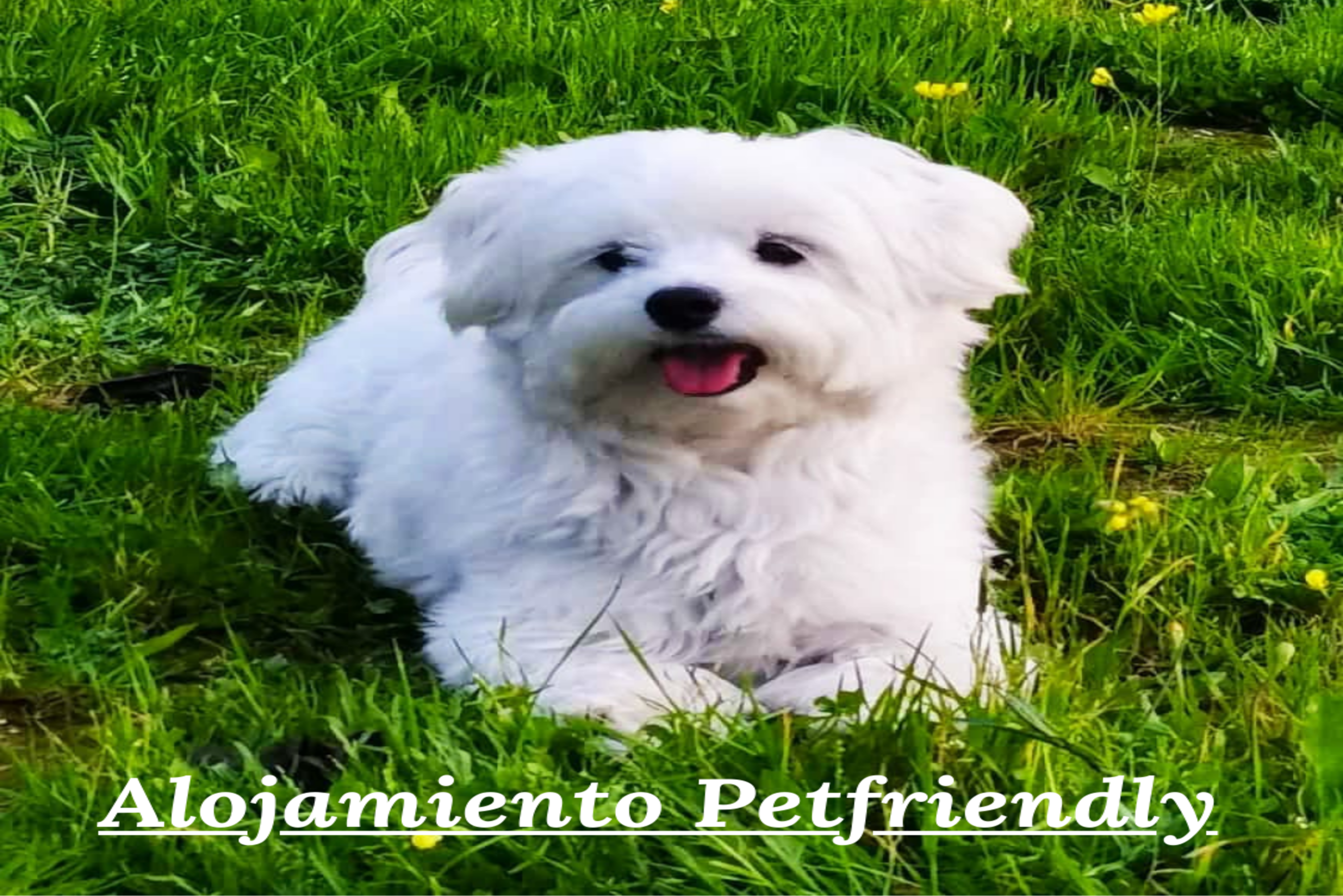 Alojamiento Petfriendly