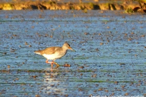 Archibebe común, Tringa totanus. Common redshank.