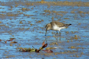 Correlimos común, Calidris alpina. Dunlin.